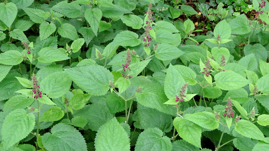 Stachys sylvatica L., 1753 &copy; Bert Verbruggen