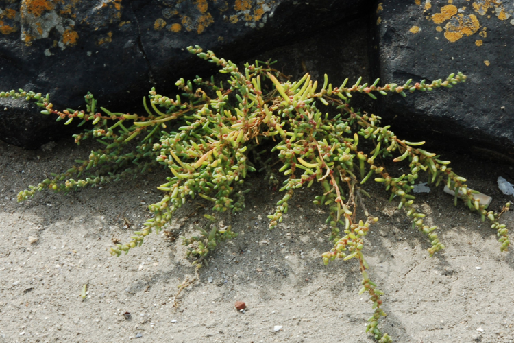 Suaeda maritima (L.) Dumort., 1827 &copy; Jan Van Asselt
