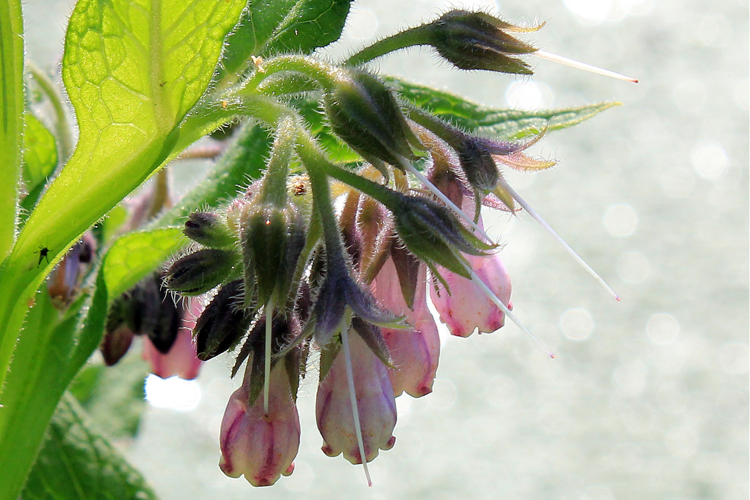 Symphytum officinale L., 1753 &copy; Annemieke Hoozemans