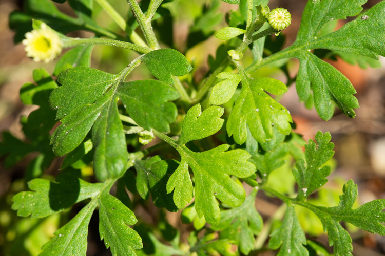 Tanacetum parthenium (L.) Sch.Bip., 1844 &copy; Wijnand van Buuren