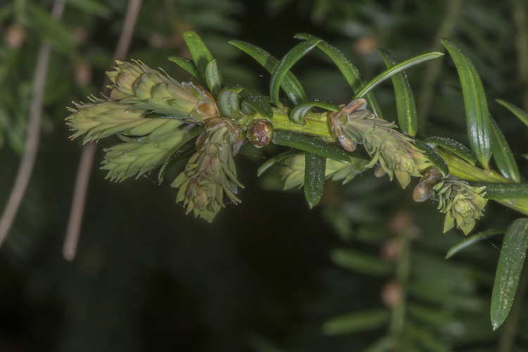 Taxus baccata L., 1753 &copy; Piet J. Ashouwer