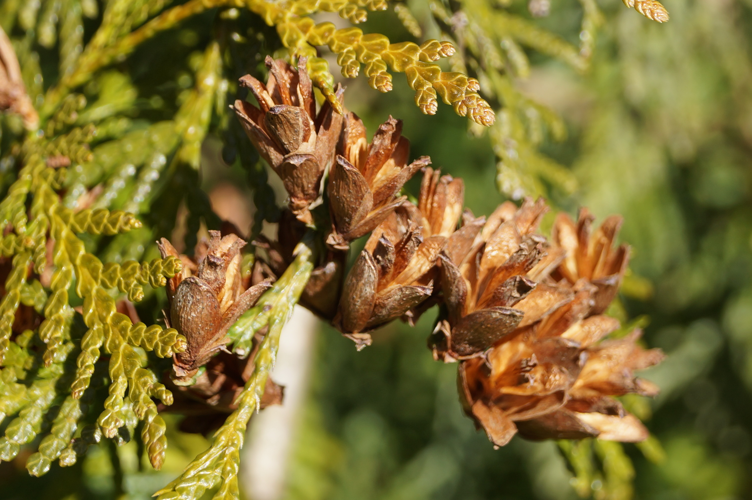 Thuja plicata Donn ex D.Don, 1824 &copy; J.M.D. (Jan) van Es