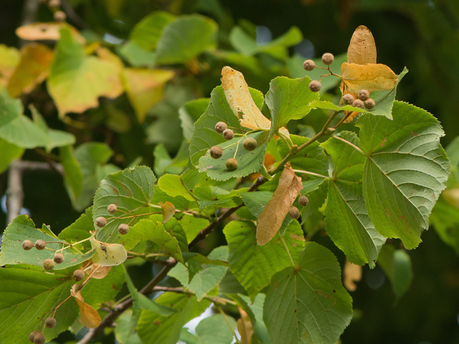 Tilia cordata Mill., 1768 &copy; Wijnand van Buuren