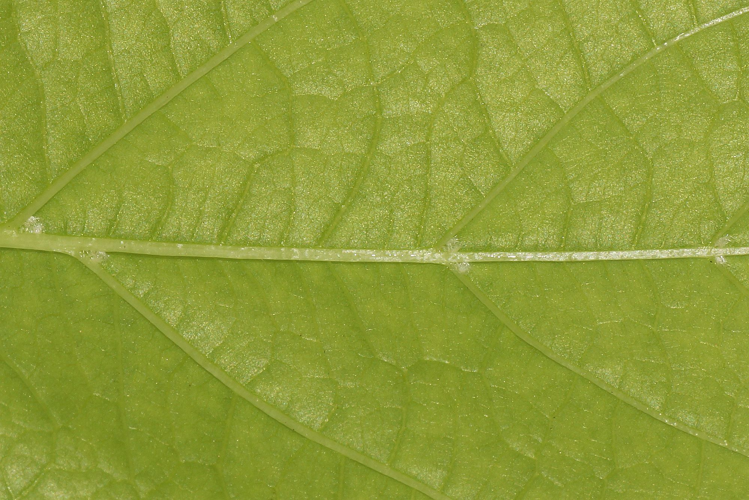 Tilia platyphyllos Scop., 1771 &copy; Hans Jonkman