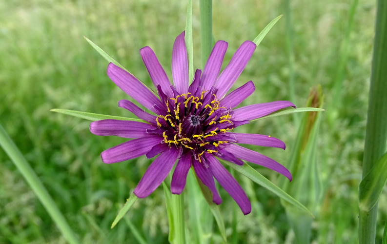 Tragopogon porrifolius L., 1753 &copy; Bert Verbruggen
