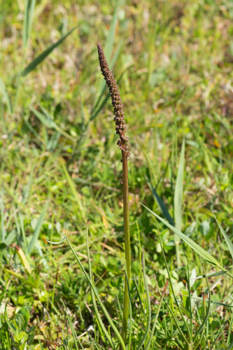 Hexaglochin maritima (L.) Nieuwl., 1913 &copy; Wijnand van Buuren