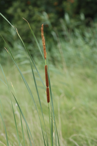 Typha angustifolia L., 1753 &copy; Tjerk Nawijn