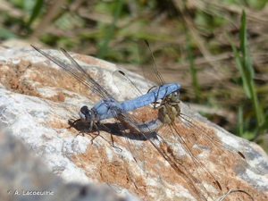  © A. Lacoeuilhe