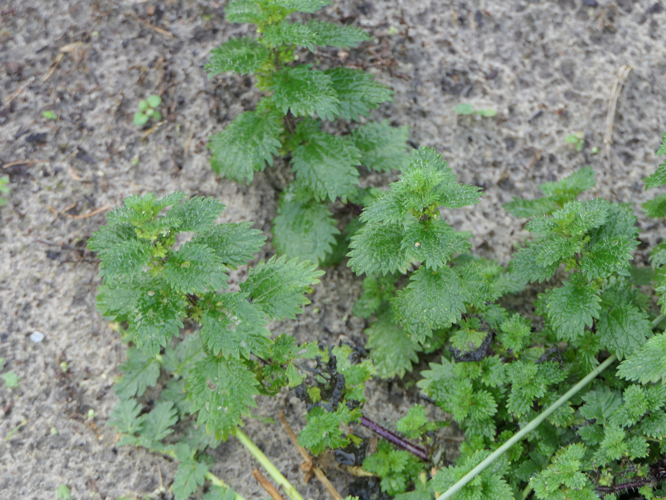 Urtica urens L., 1753 &copy; Dick Belgers
