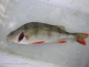  © Fédération de pêche 33