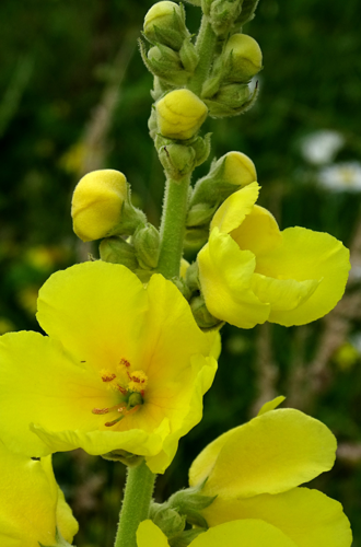 Verbascum densiflorum Bertol., 1810 &copy; Bert Verbruggen