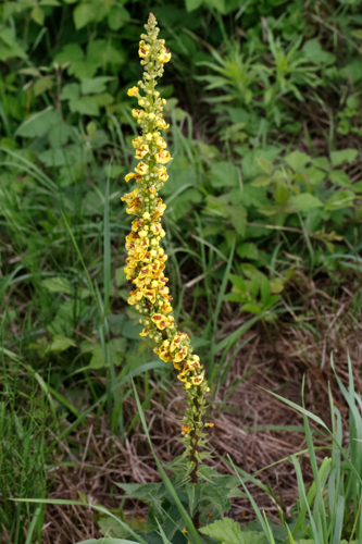 Verbascum nigrum L., 1753 &copy; Ben van Vlierden