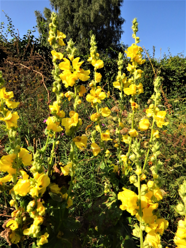 Verbascum phlomoides L., 1753 &copy; Martien van den Heuvel