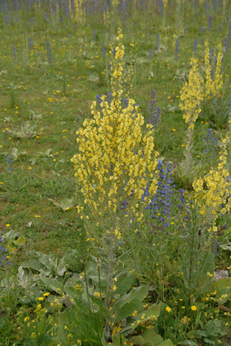Verbascum pulverulentum Vill., 1779 &copy; Laurens van der Linde