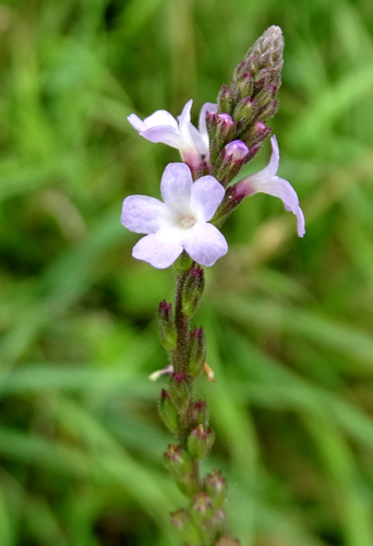 Verbena officinalis L., 1753 &copy; Bert Verbruggen