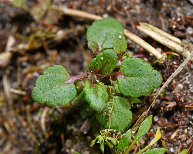 Veronica arvensis L., 1753 &copy; Bas van Hulst-Kuiper