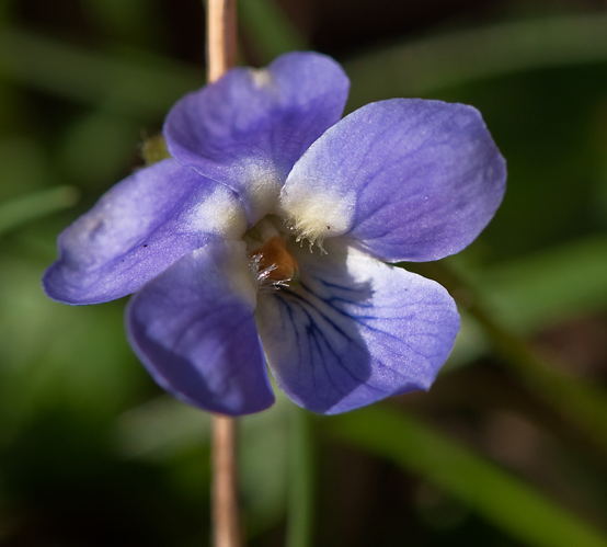 Viola hirta L., 1753 &copy; Wijnand van Buuren