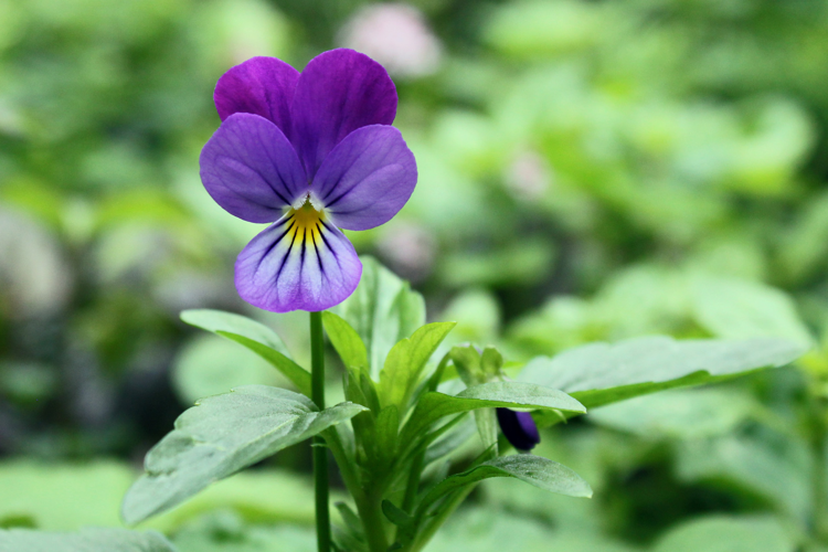 Viola tricolor L., 1753 &copy; Annemieke Hoozemans