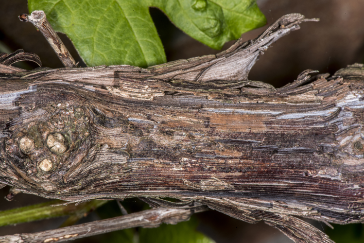Vitis vinifera L., 1753 &copy; Piet J. Ashouwer