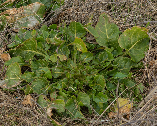 Beta maritima L., 1762 &copy; Wijnand van Buuren