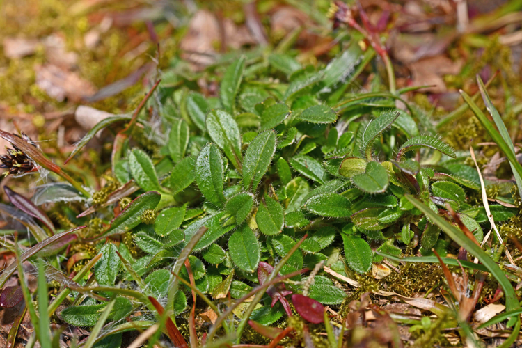 Cerastium fontanum subsp. triviale (Link) Jalas, 1963 &copy; Bas van Hulst-Kuiper