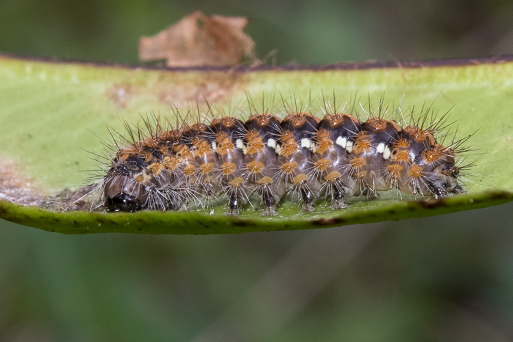 Euplagia quadripunctaria (Poda, 1761) &copy; Steeman Chris