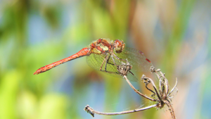 Sympetrum striolatum © Bastien Moisan