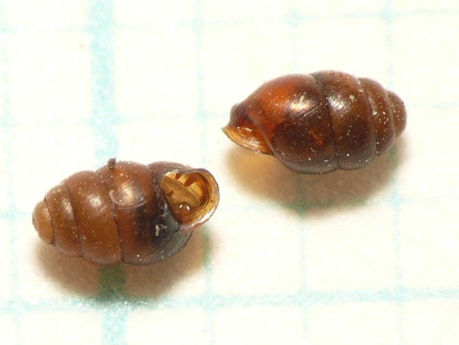 Vertigo pygmaea (Draparnaud, 1801) &copy; Dick Belgers