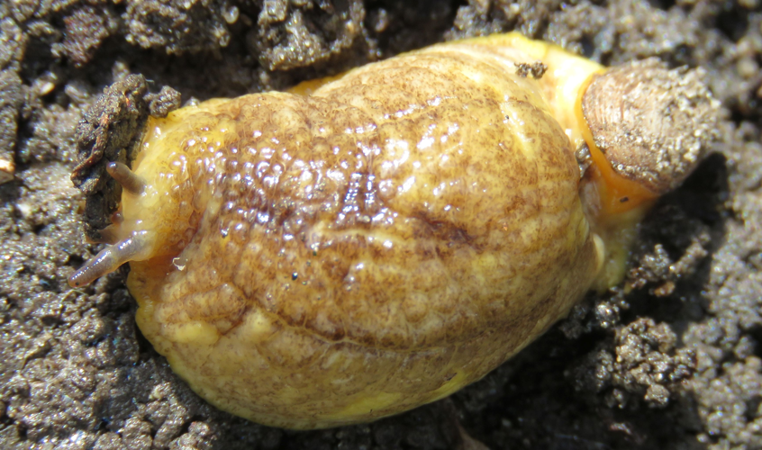 Testacella haliotidea Draparnaud, 1801 &copy; Freddy van Nieulande