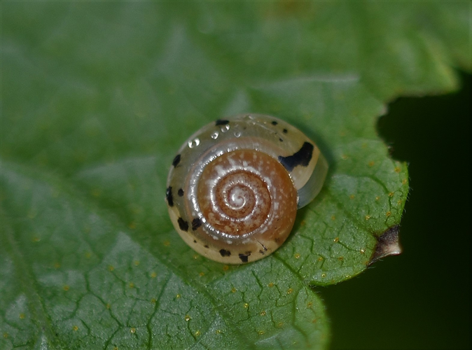 Hygromia cinctella (Draparnaud, 1801) &copy; Louis Westgeest