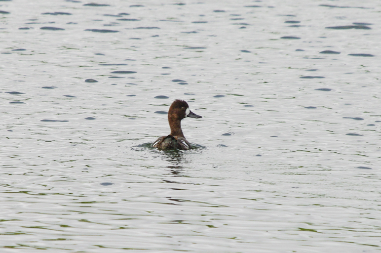 Aythya affinis (Eyton, 1838) &copy; Carel de Haseth
