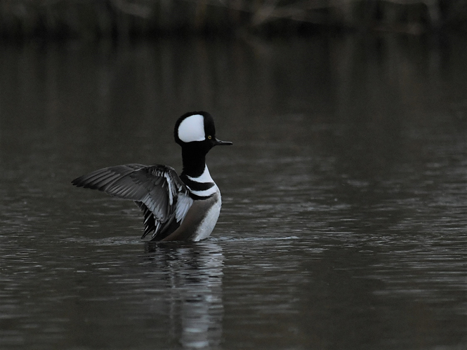 Lophodytes cucullatus (Linnaeus, 1758) &copy; Louis Westgeest