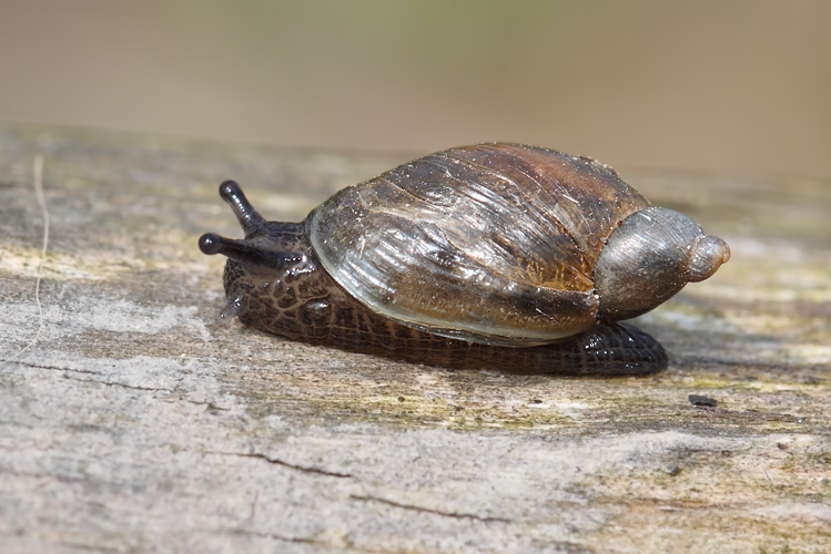 Succinea pfeifferi Rossmässler, 1835 &copy; Marijke Kanters