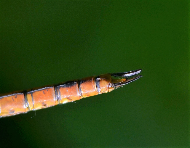 Aeshna isoceles (O.F. Müller, 1767) &copy; Louis Westgeest