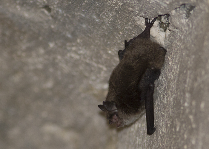 Myotis daubentonii (Kuhl, 1817) &copy; Kasper Hendriks