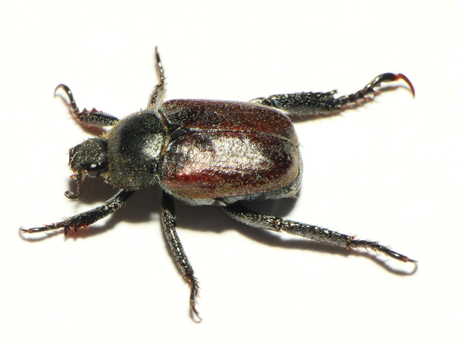 Hoplia philanthus (Fuessly, 1775) &copy; Dick Belgers