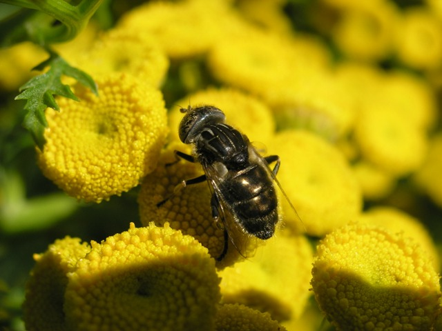 Eristalinus sepulchralis (Linnaeus, 1758) &copy; Dick Belgers