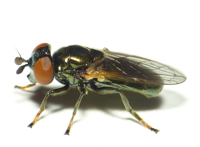 Lejogaster tarsata (Meigen, 1822) &copy; Dick Belgers