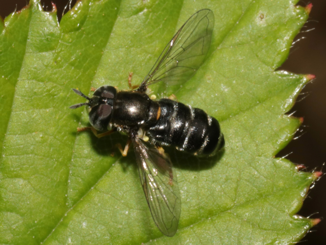 Paragus pecchiolii Rondani, 1857 &copy; Petra Fleurbaaij