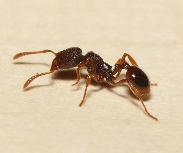 Stenamma debile (Förster, 1850) &copy; Dick Belgers