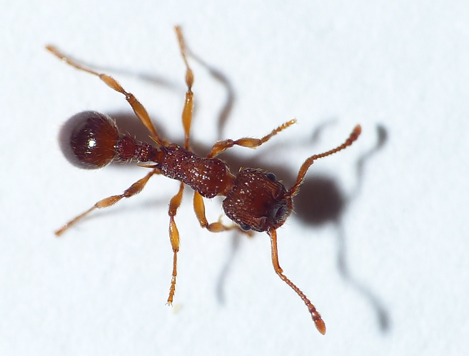 Myrmica sabuleti Meinert, 1861 &copy; Dick Belgers