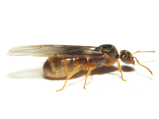 Lasius flavus (Fabricius, 1782) &copy; Dick Belgers