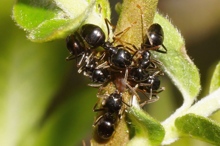 Lasius fuliginosus (Latreille, 1798) &copy; Hans Jonkman