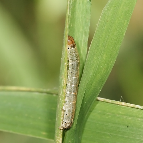 Ochlodes sylvanus (Esper, 1777) &copy; Marijke Kanters
