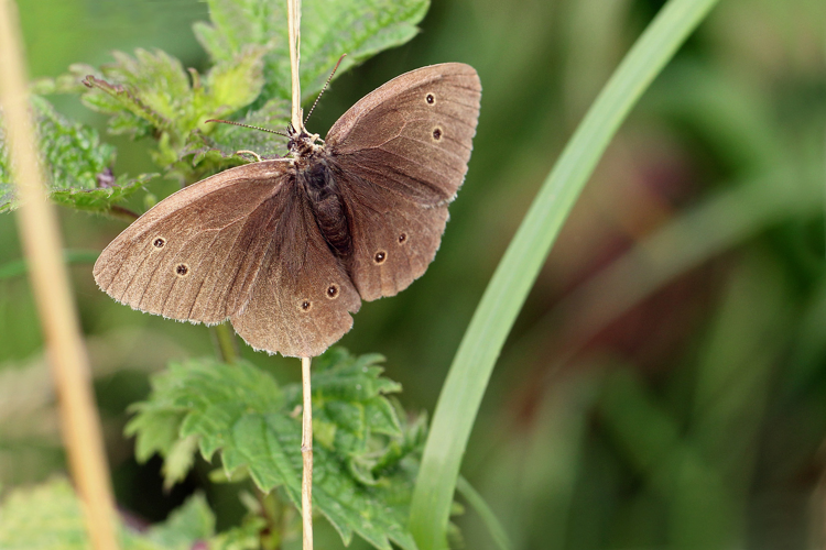 Aphantopus hyperantus (Linnaeus, 1758) &copy; Annemieke Hoozemans