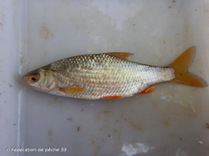  © Fédération de pêche 33
