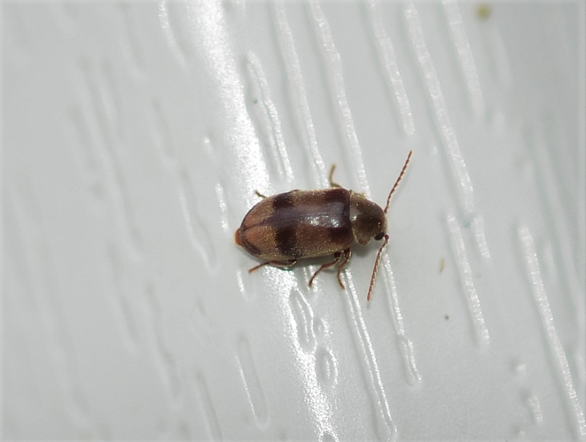 Ochina ptinoides (Marsham, 1802) &copy; Louis Westgeest