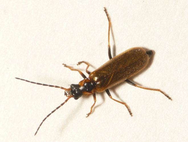 Rhagonycha nigriventris Motschulsky, 1860 &copy; Dick Belgers