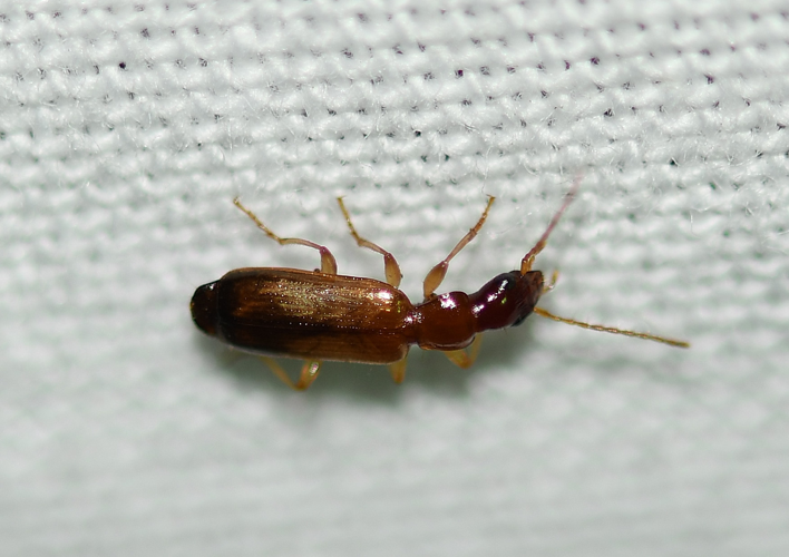 Paradromius linearis (Olivier, 1795) &copy; Louis Westgeest