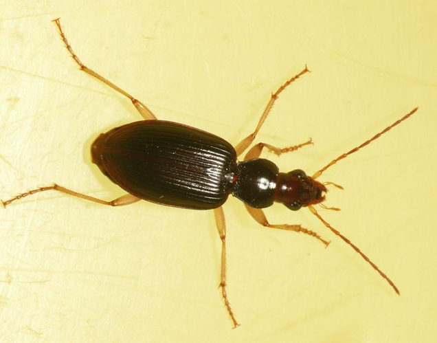 Paranchus albipes (Fabricius, 1796) &copy; Dick Belgers